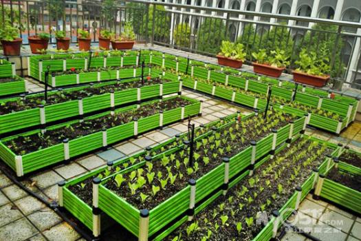 生态菜园种植班级
