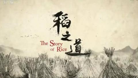 稻之道