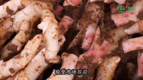 子姜深耕深沟早熟栽培技术