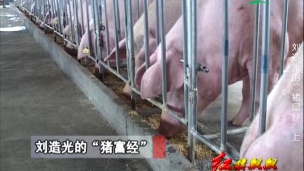 《农业实用技术推广》系列之《刘造光的“猪富经”》 