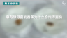 350个科学小实验微课程—— 撒有酵母菌的香蕉为什么会烂得更快