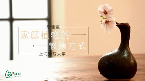 实用家庭植物种植技术