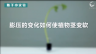 350个科学小实验微课程——膨压的变化如何使植物茎变软
