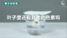 350个科学小实验微课程——叶子里还有其他的色素吗