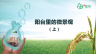 阳台里的微景观（上）