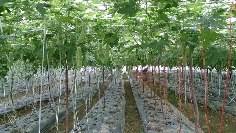 大家一起来，生态种菜 