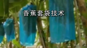 香蕉套袋技术