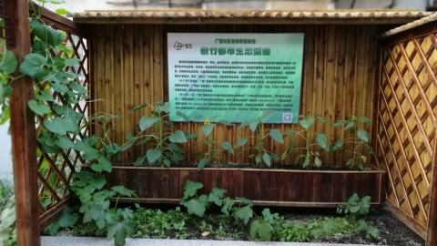 都市生态菜园